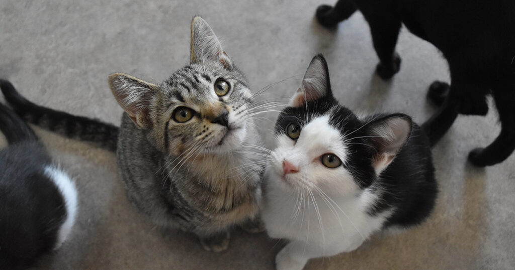 Adorable & Adoptable–Pets of the Week: Kittens!