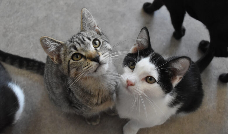Adorable & Adoptable–Pets of the Week: Kittens!