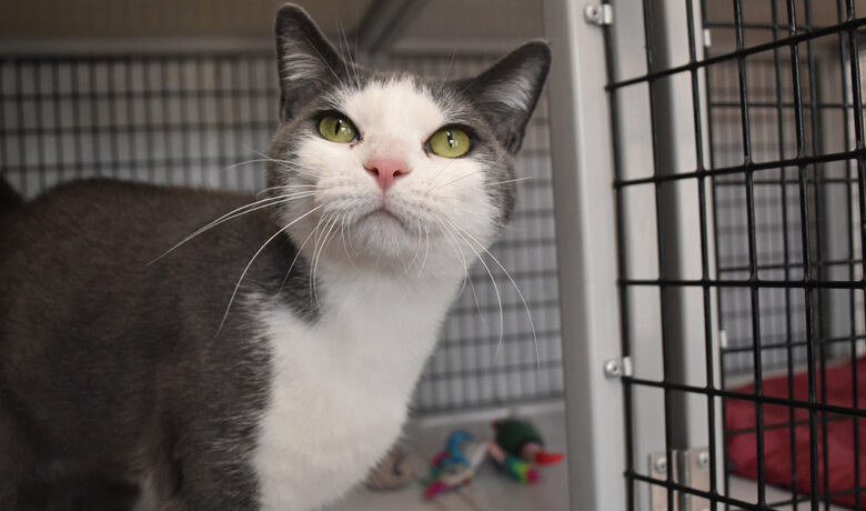 Adorable & Adoptable–Pets of the Week: Missy, Mona & Eclair