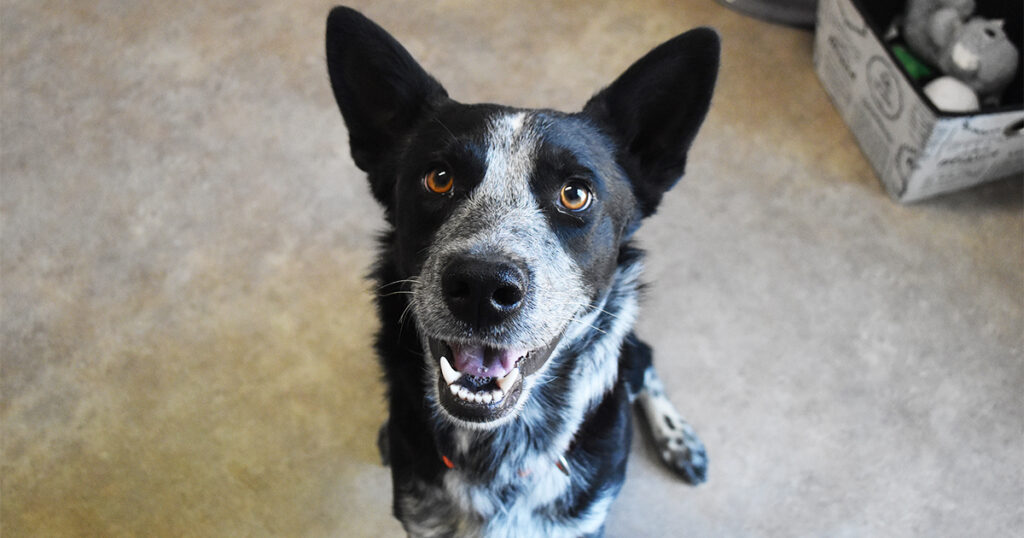 Adorable & Adoptable–Pets of the Week: Pheonix, Amos & Georgie