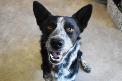 Adorable & Adoptable–Pets of the Week: Pheonix, Amos & Georgie