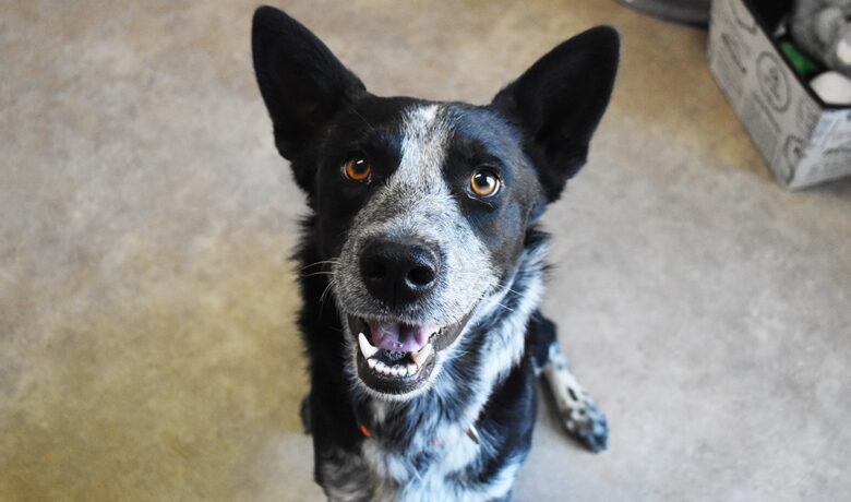 Adorable & Adoptable–Pets of the Week: Pheonix, Amos & Georgie