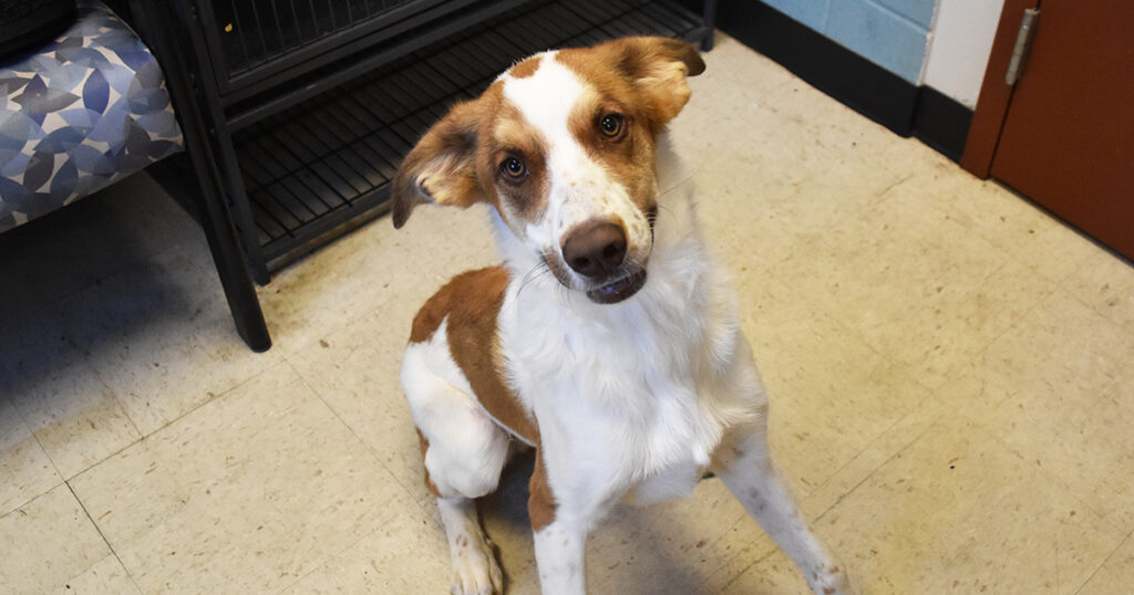 Adorable & Adoptable–Pets of the Week: Edison, Flynn, Archer, Blaze & Mrs. White