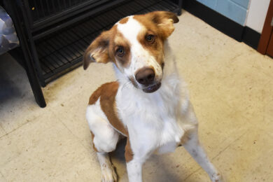Adorable & Adoptable–Pets of the Week: Edison, Flynn, Archer, Blaze & Mrs. White
