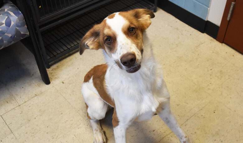 Adorable & Adoptable–Pets of the Week: Edison, Flynn, Archer, Blaze & Mrs. White