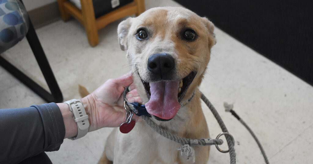 Adorable & Adoptable–Pets of the Week: Ben & Hazel