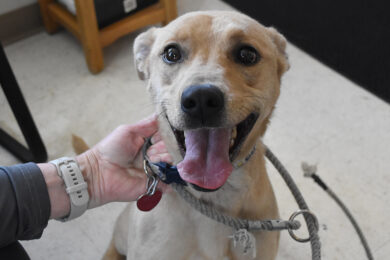 Adorable & Adoptable–Pets of the Week: Ben & Hazel