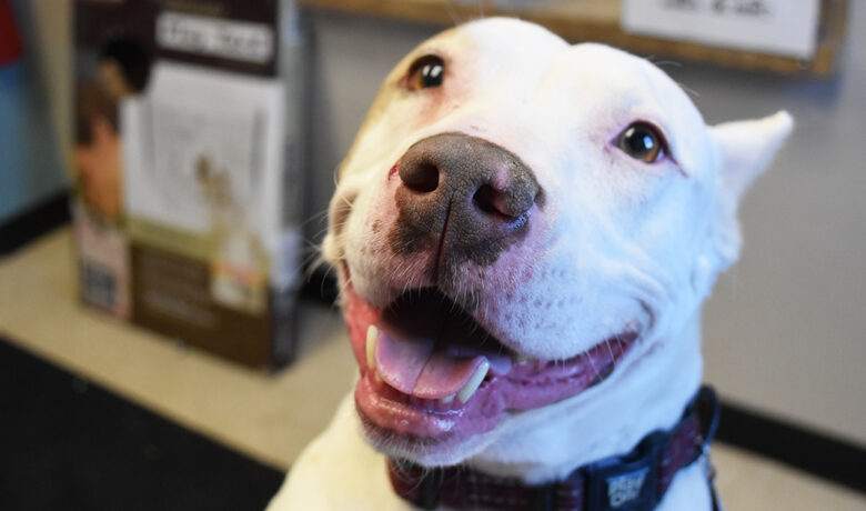 Adorable & Adoptable–Pets of the Week: Tucker, Pebbles & Coco