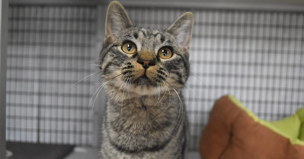 Adorable & Adoptable–Pets of the Week: Pumbaa, Chloe & Ursula