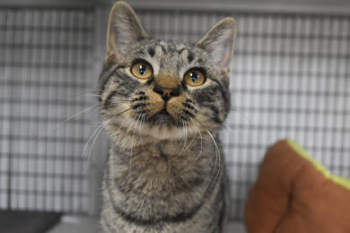 Adorable & Adoptable–Pets of the Week: Pumbaa, Chloe & Ursula