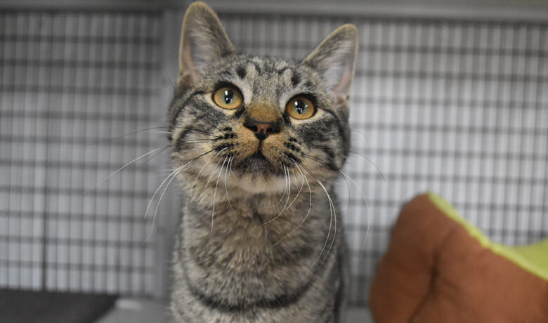 Adorable & Adoptable–Pets of the Week: Pumbaa, Chloe & Ursula