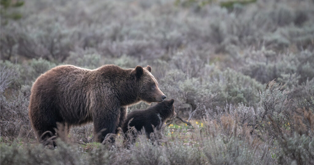 Grizzly Bear 399 Fatally Struck by Vehicle