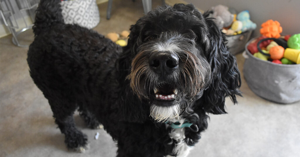 Adorable & Adoptable–Pets of the Week: Grizz, Kumo & Destiny