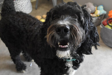 Adorable & Adoptable–Pets of the Week: Grizz, Kumo & Destiny