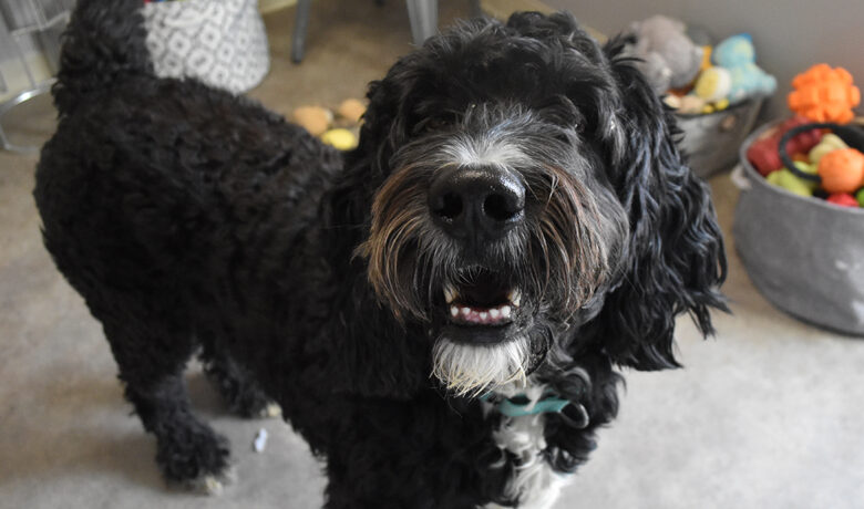 Adorable & Adoptable–Pets of the Week: Grizz, Kumo & Destiny