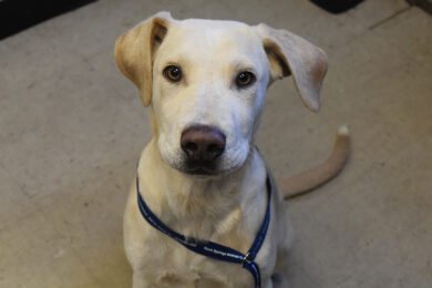 Adorable & Adoptable–Pets of the Week: Dalton, Lurch & Gordo