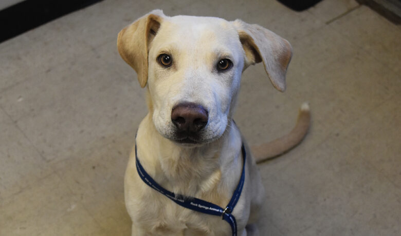 Adorable & Adoptable–Pets of the Week: Dalton, Lurch & Gordo