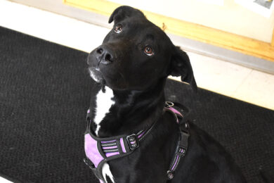 Adorable & Adoptable–Pets of the Week: June, Missy & Squeaks
