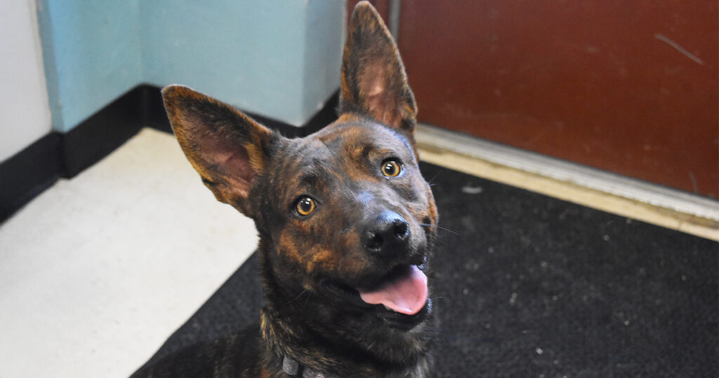 Adorable & Adoptable–Pets of the Week: Juniper, Ella & Arthur