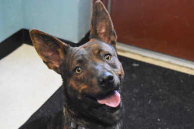 Adorable & Adoptable–Pets of the Week: Juniper, Ella & Arthur