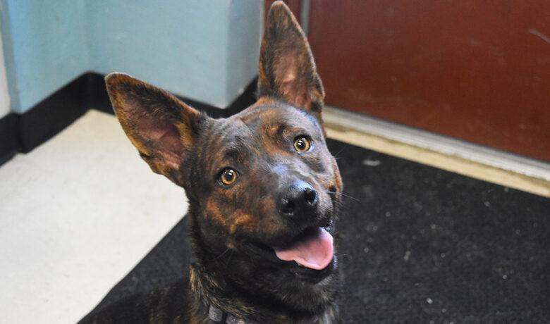 Adorable & Adoptable–Pets of the Week: Juniper, Ella & Arthur