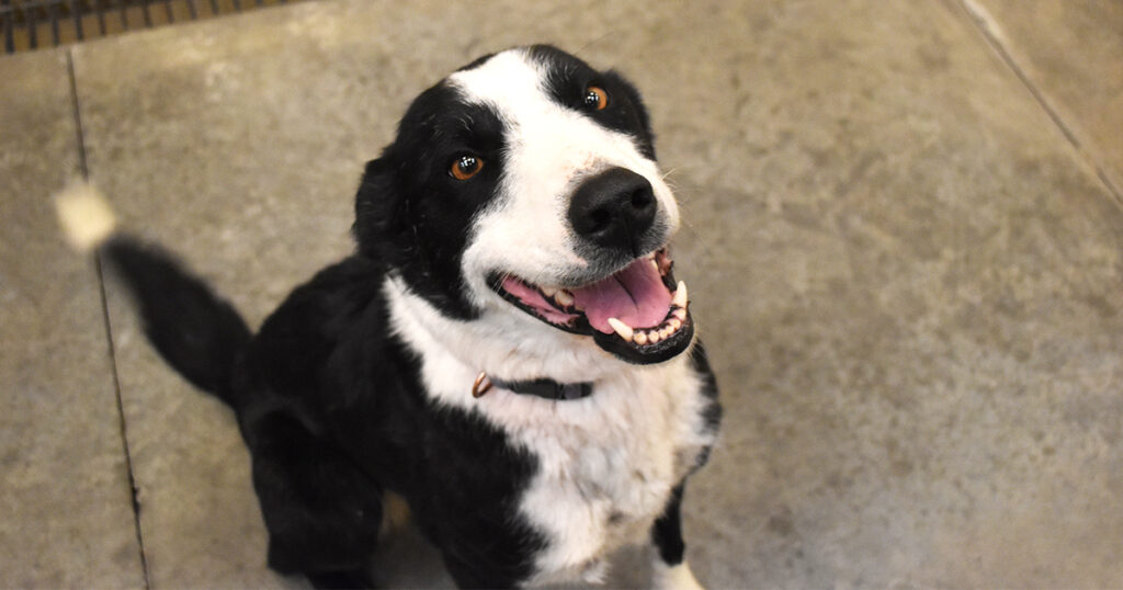 Adorable & Adoptable–Pets of the Week: Tangaroo & Jack