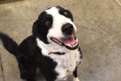 Adorable & Adoptable–Pets of the Week: Tangaroo & Jack