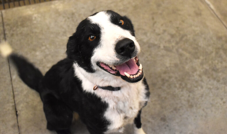 Adorable & Adoptable–Pets of the Week: Tangaroo & Jack