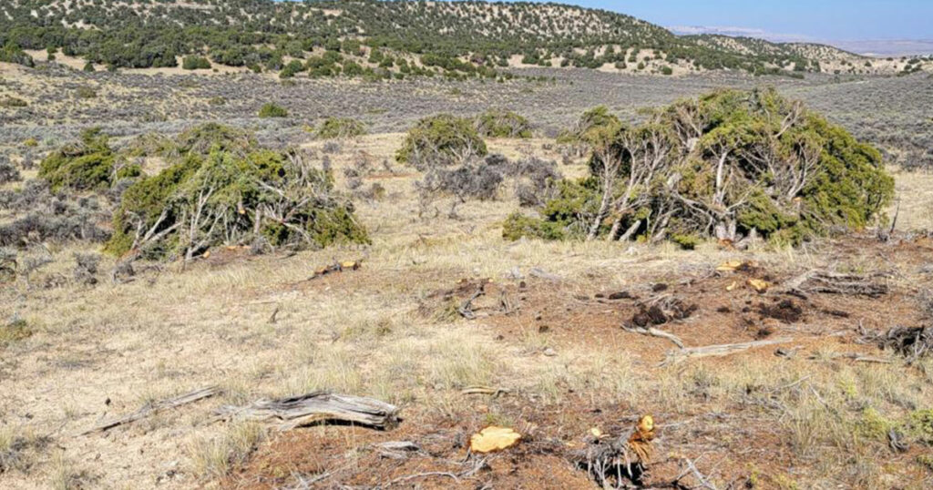 Little Mountain Targeted in Habitat Modifications