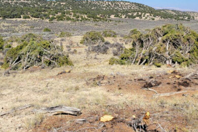 Little Mountain Targeted in Habitat Modifications