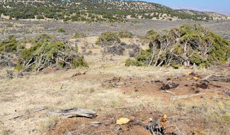 Little Mountain Targeted in Habitat Modifications