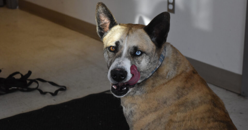 Adorable & Adoptable–Pets of the Week: Daisy