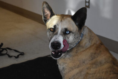 Adorable & Adoptable–Pets of the Week: Daisy