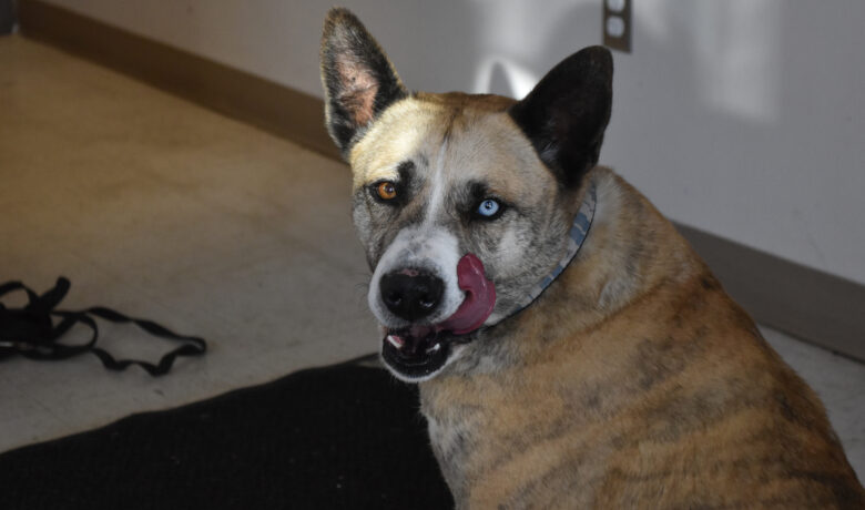 Adorable & Adoptable–Pets of the Week: Daisy