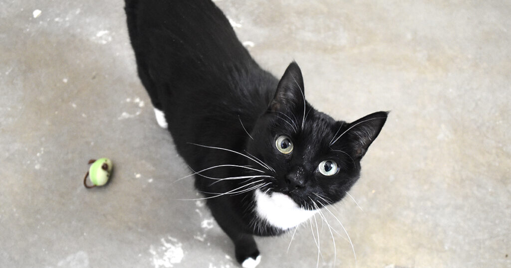 Adorable & Adoptable–Pets of the Week: Charm, Ursula & Gordo