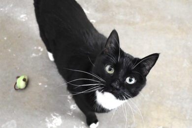 Adorable & Adoptable–Pets of the Week: Charm, Ursula & Gordo