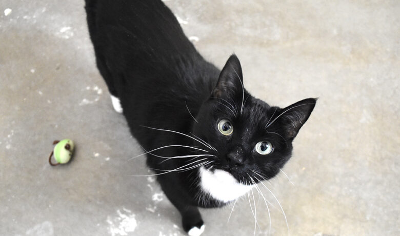 Adorable & Adoptable–Pets of the Week: Charm, Ursula & Gordo