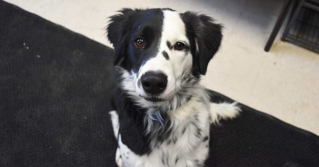 Adorable & Adoptable–Pets of the Week: Tigger, Amaretto & Jack Skellington