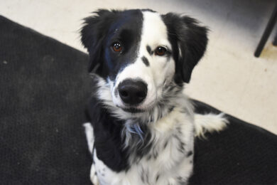 Adorable & Adoptable–Pets of the Week: Tigger, Amaretto & Jack Skellington