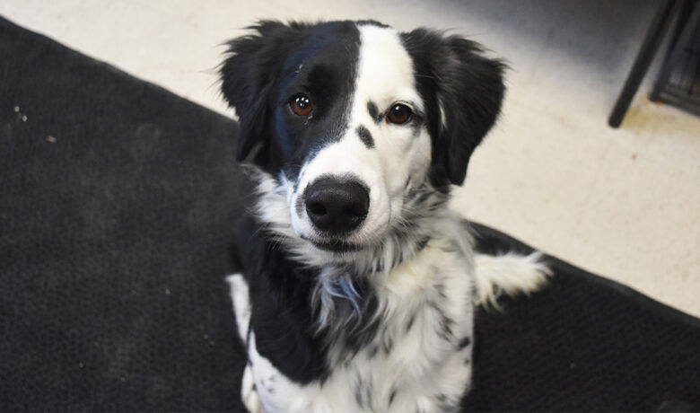 Adorable & Adoptable–Pets of the Week: Tigger, Amaretto & Jack Skellington