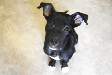 Adorable & Adoptable–Pets of the Week: Django, Tango & Koda