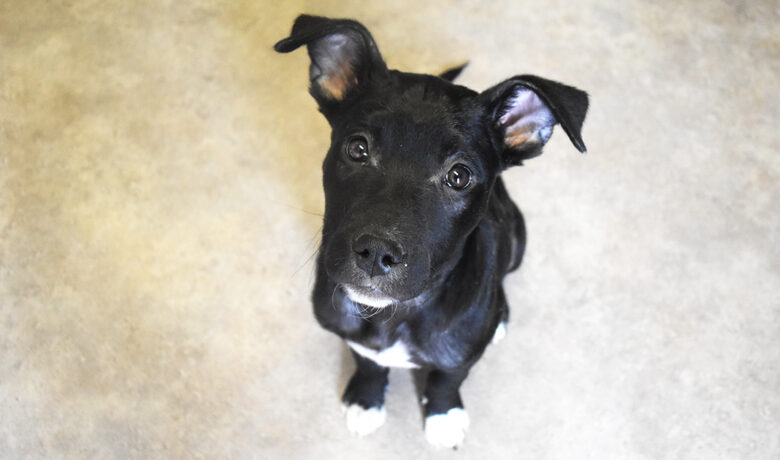 Adorable & Adoptable–Pets of the Week: Django, Tango & Koda