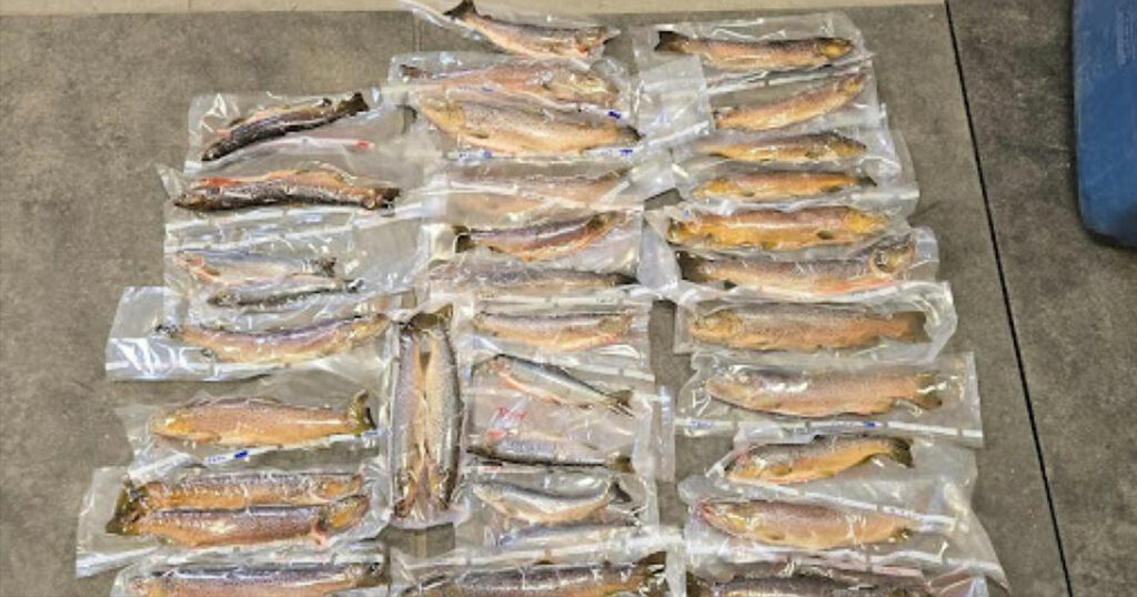 California Men Plead Guilty to Exceeding Trout Limits, Size Restriction Violations