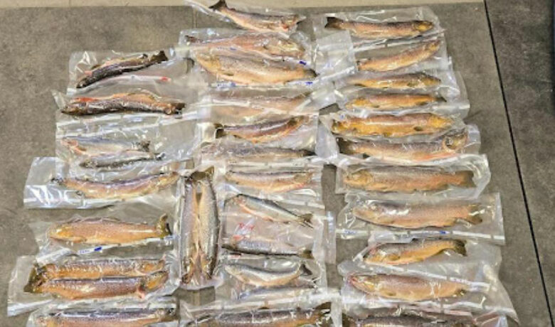 California Men Plead Guilty to Exceeding Trout Limits, Size Restriction Violations