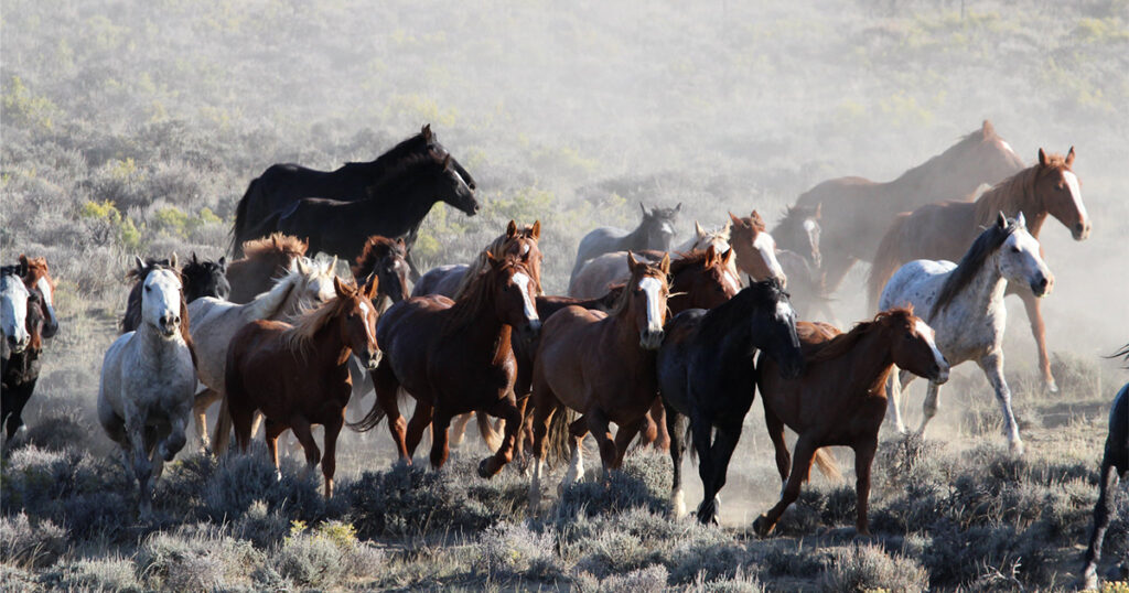 Letter: Join the Call for the Humane Treatment of Wild Horses July 10