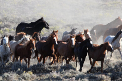 Letter: Join the Call for the Humane Treatment of Wild Horses July 10