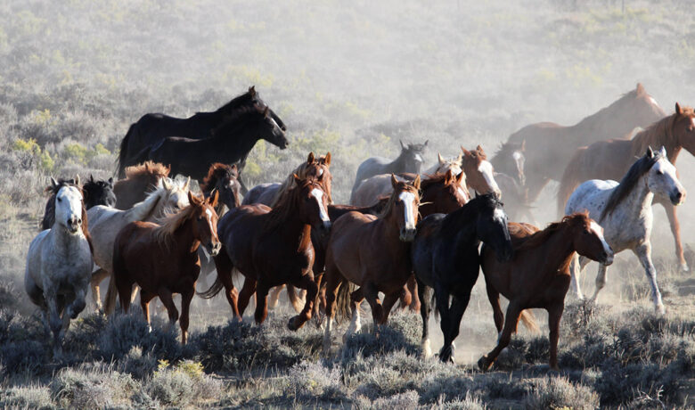 Letter: Join the Call for the Humane Treatment of Wild Horses July 10