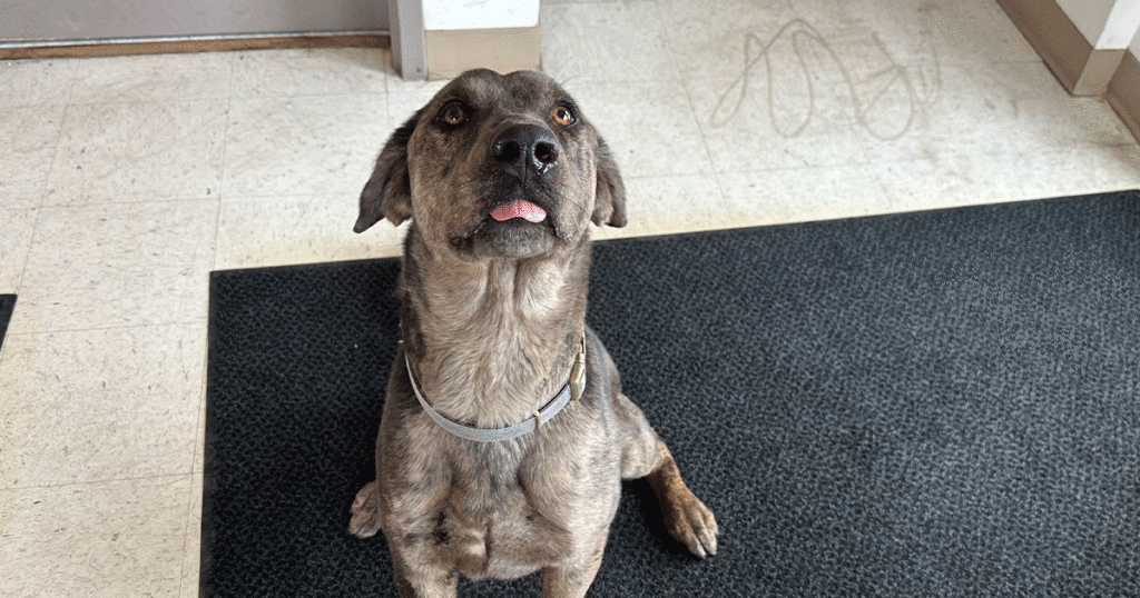 Adorable and Adoptable: Pets of the Week!