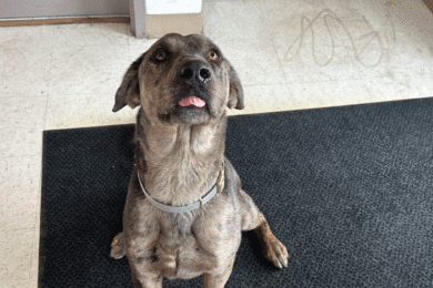 Adorable and Adoptable: Pets of the Week!