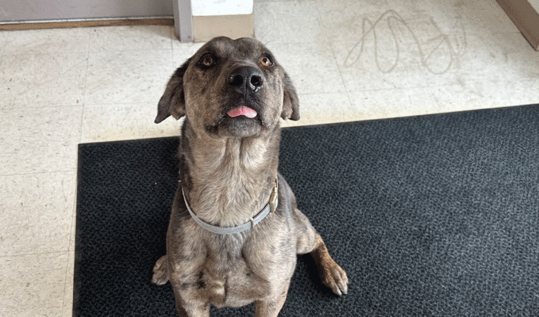 Adorable and Adoptable: Pets of the Week!